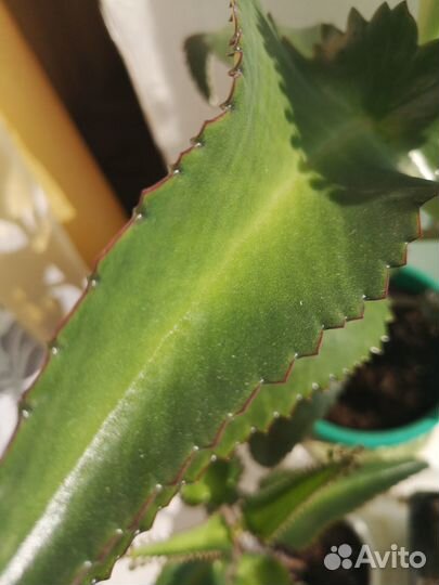 Каланхоэ растение