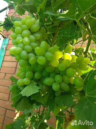 Черенки винограда Золотой мускат