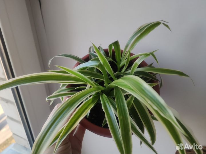 Хлорофитум полосатый