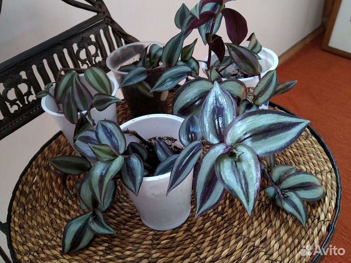 Традесканция (зебрина), сортовые фиалки