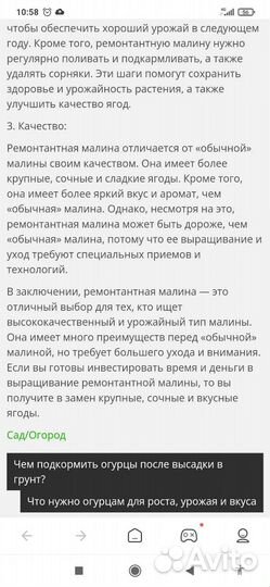 Ремонтантная малина