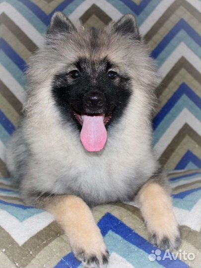 Щенки вольшпиц/кеесхонд