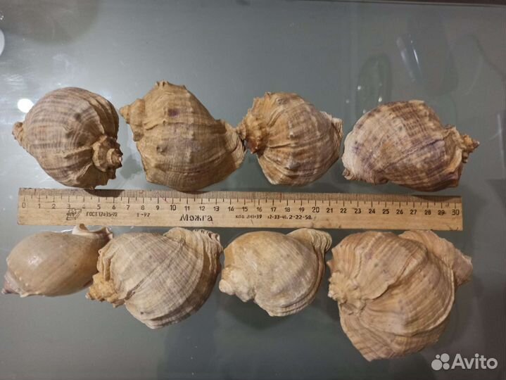 Морские ракушки