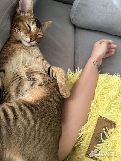 Девственность Ромона вязка