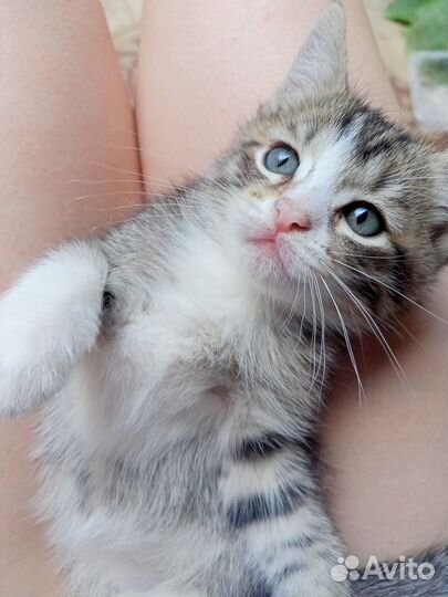 Котята в добрые руки даром