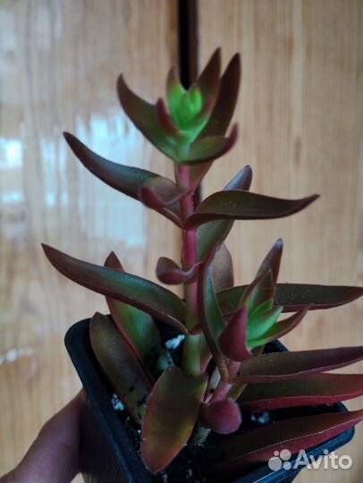 Суккуленты