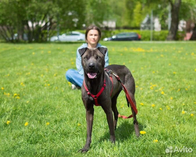 Метис шарпея в добрые руки