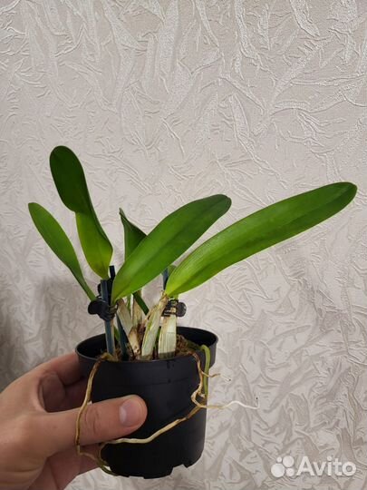 Орхидея Laelia tenebrosa 'Valpotas night'