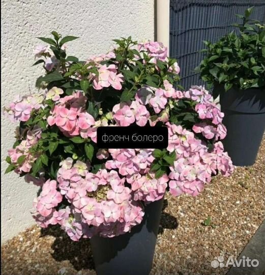 Ампельная гортензия 