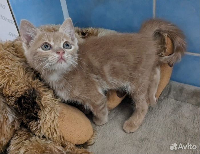 Рыжий красавец с удивительными глазами