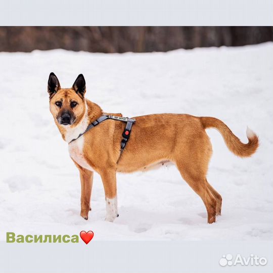 Василисе нужен дом