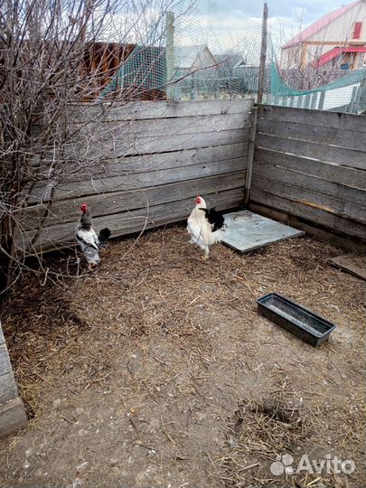 Домашние животные