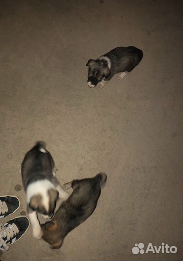 Щенки в добрые руки