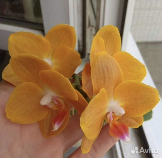 Орхидея фаленопсис