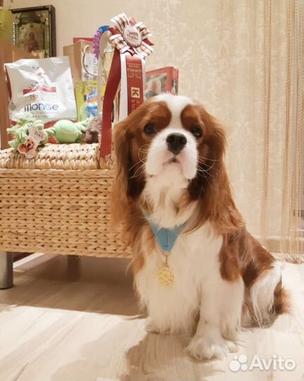 Кавалер Кинг Чарльз спаниель вязка