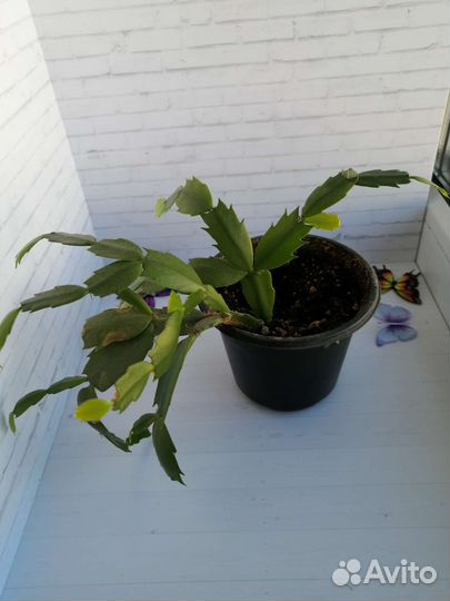 Декабрист красный и розовый