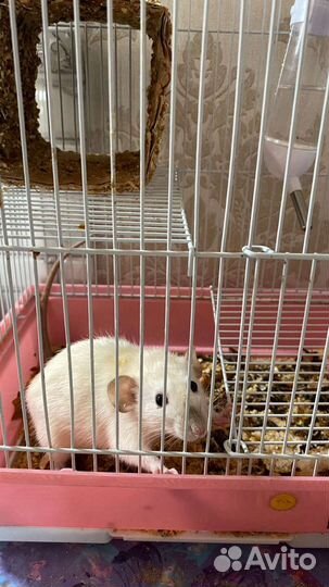 Крыса ручная