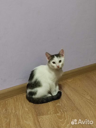 Котенок в добрые руки