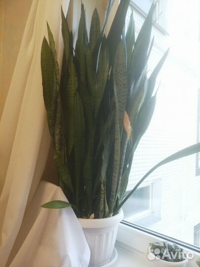 Продам цветы комнатные