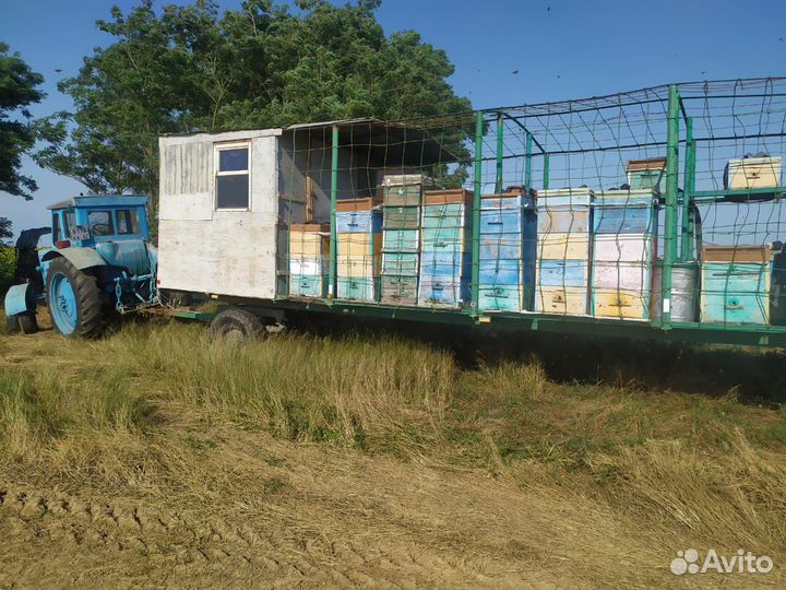 Продам пчел с ульями, прицеп и трактор