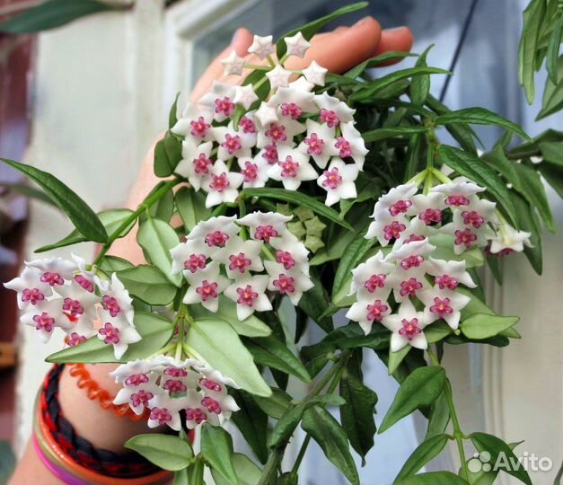 Хойи, более 30 сортов