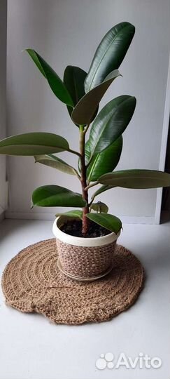 Фикус робуста