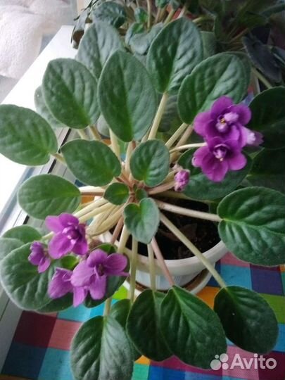 Фиалка в горшках 3 вида