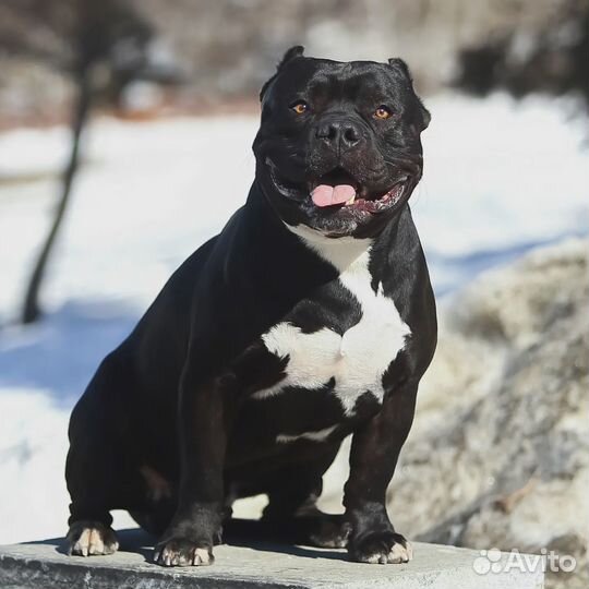 Американский булли для вязки