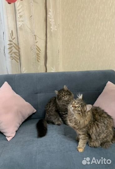 Офисный диван