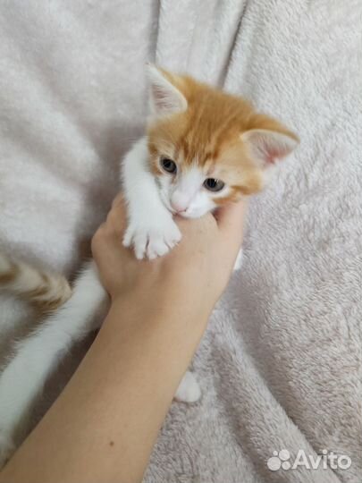 Котята в добрые руки мальчики