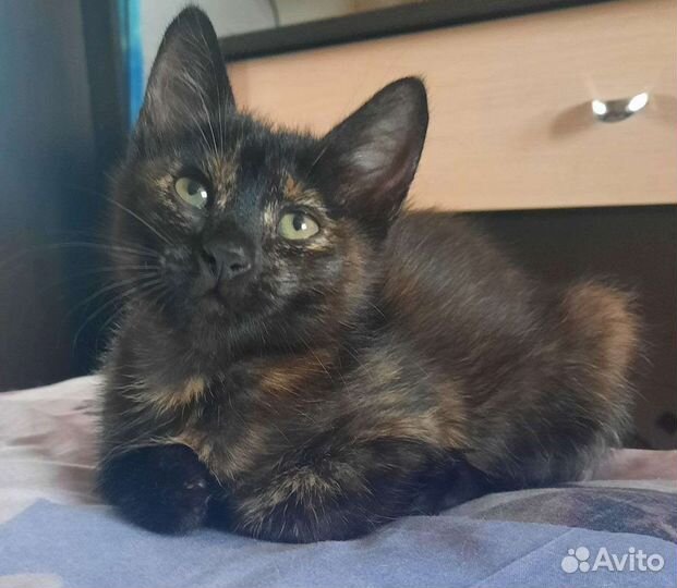 Котята девчонки в добрые руки