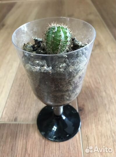 Кактусы разного сорта