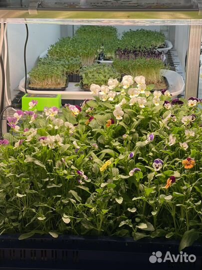 Пищевые цветы Виола, сьедобные цветочки