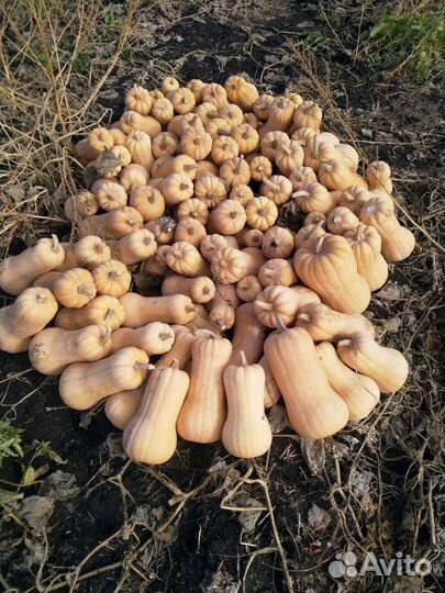 Тыква матильда на корм