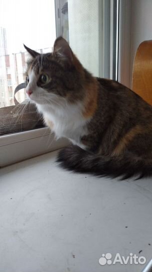 Кошка в дар