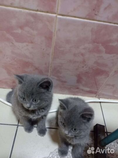 Отдам за шоколадку