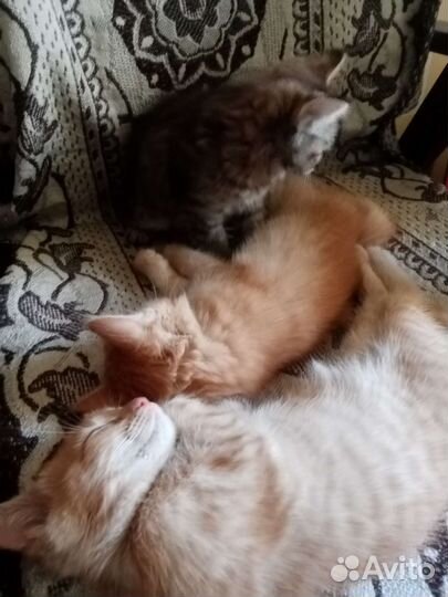 Отдам котят в добрые, ответственные руки