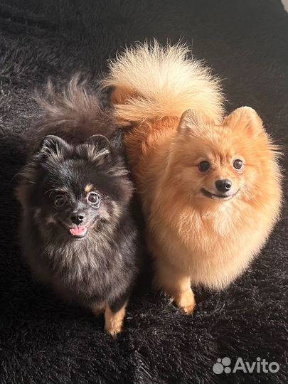 Немецкий шпиц