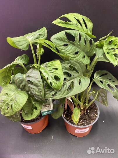 Монстера адансона