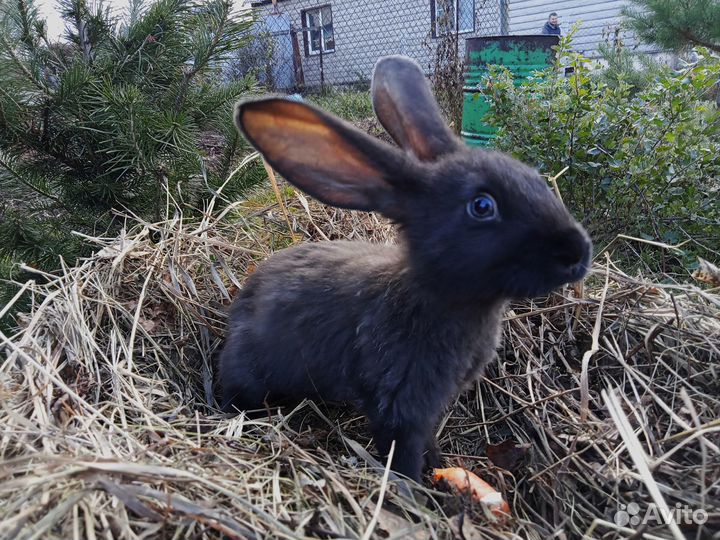 Кролики мясных пород
