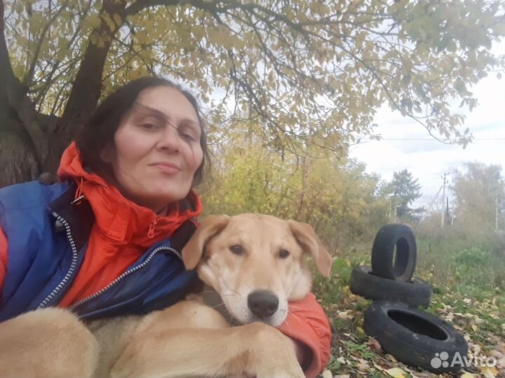 Щенок девочка порода Русская гончар 4мес