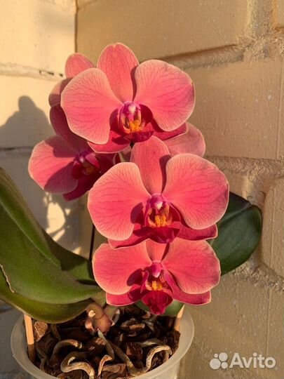 Орхидея Нарбонна