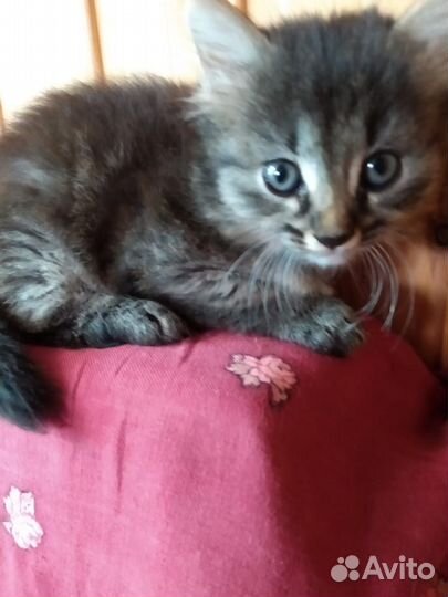 Котёнка отдам