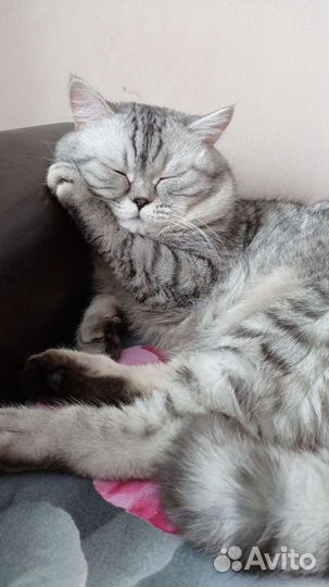 Шотландский котик Скоттиш Фолд вязка