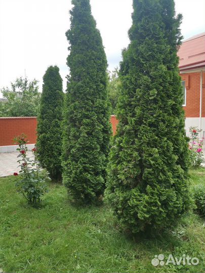 Туи смарагд