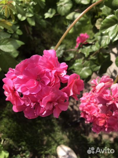 Пеларгония герань