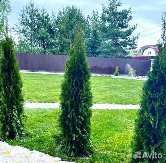 Рулонный газон