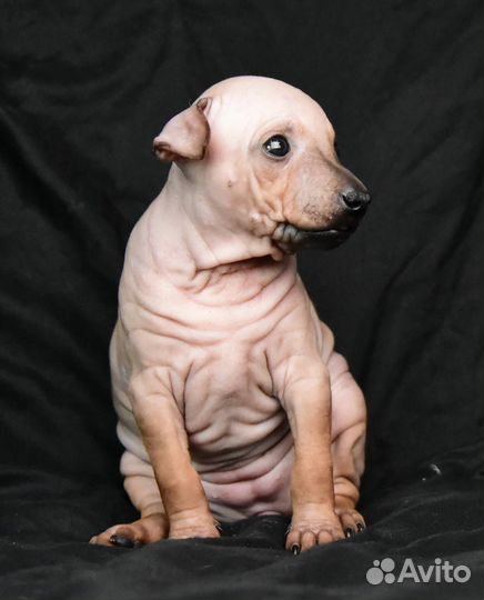 Щенки американского голого терьера