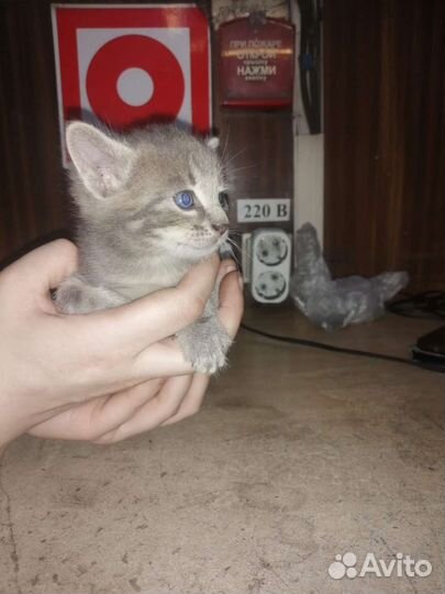 Кошки в добрые руки бесплатно