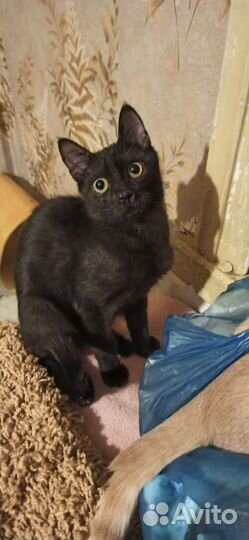 Котёнок мальчик